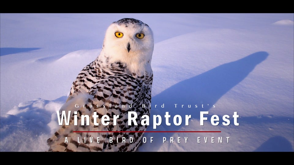 Grassland Bird Trust || Winter Raptor Fest || Promo