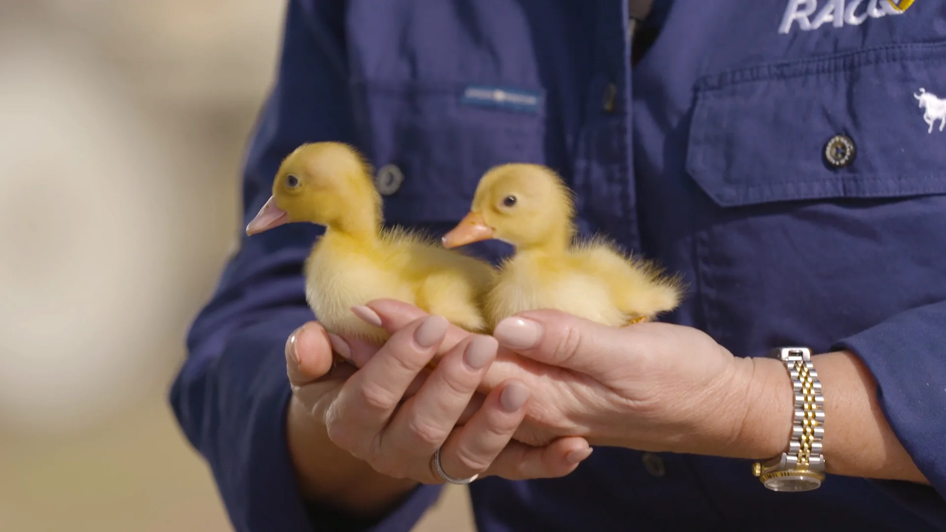 Meet a Duckling Ekka Animal Nursery web on Vimeo