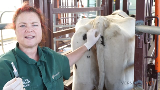 Intravenous Injection In Cattle