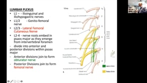 Lower Limb Anatomy