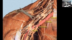 Upper Limb Anatomy