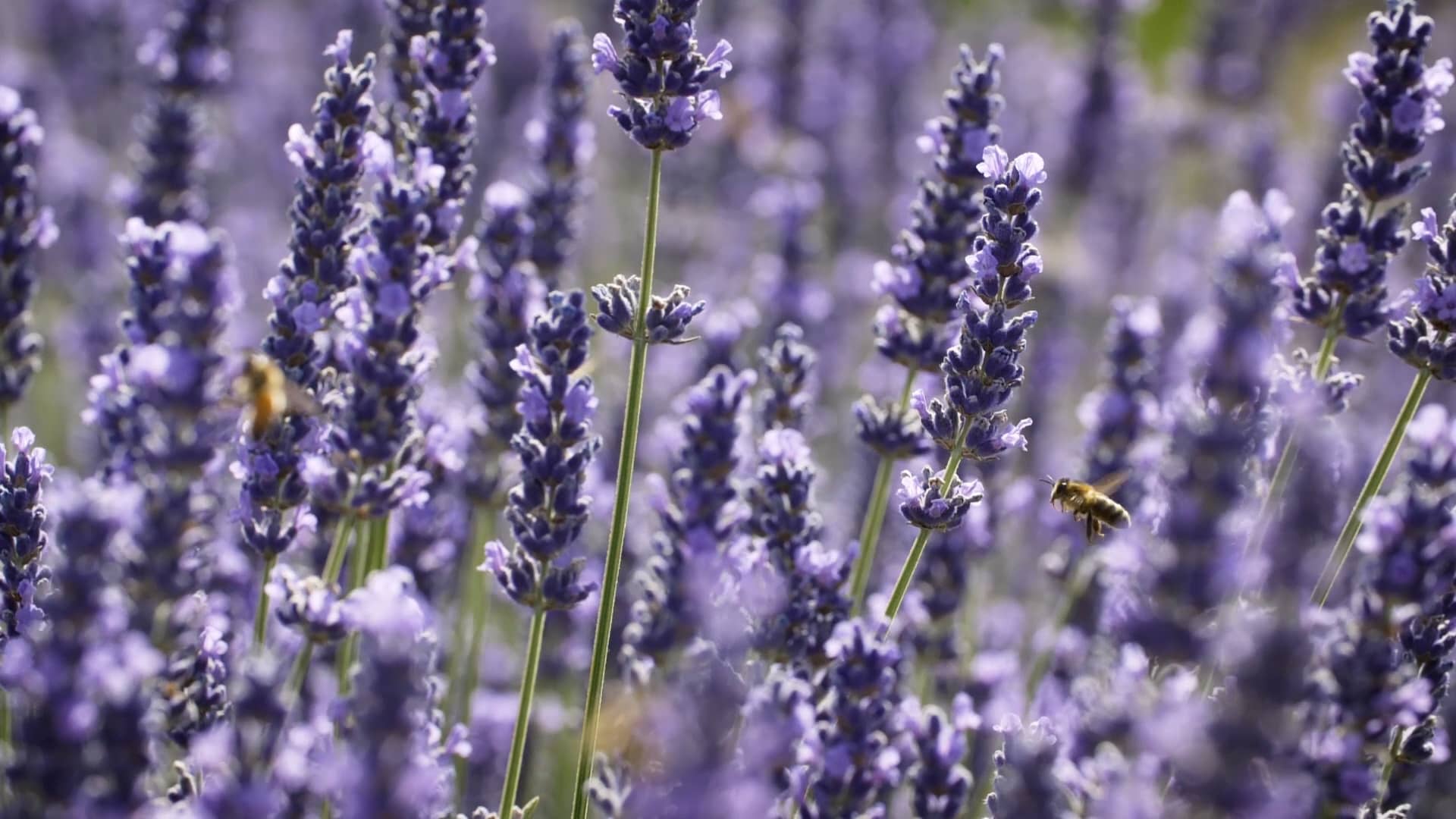 Growing Lavender - Rhs On Vimeo