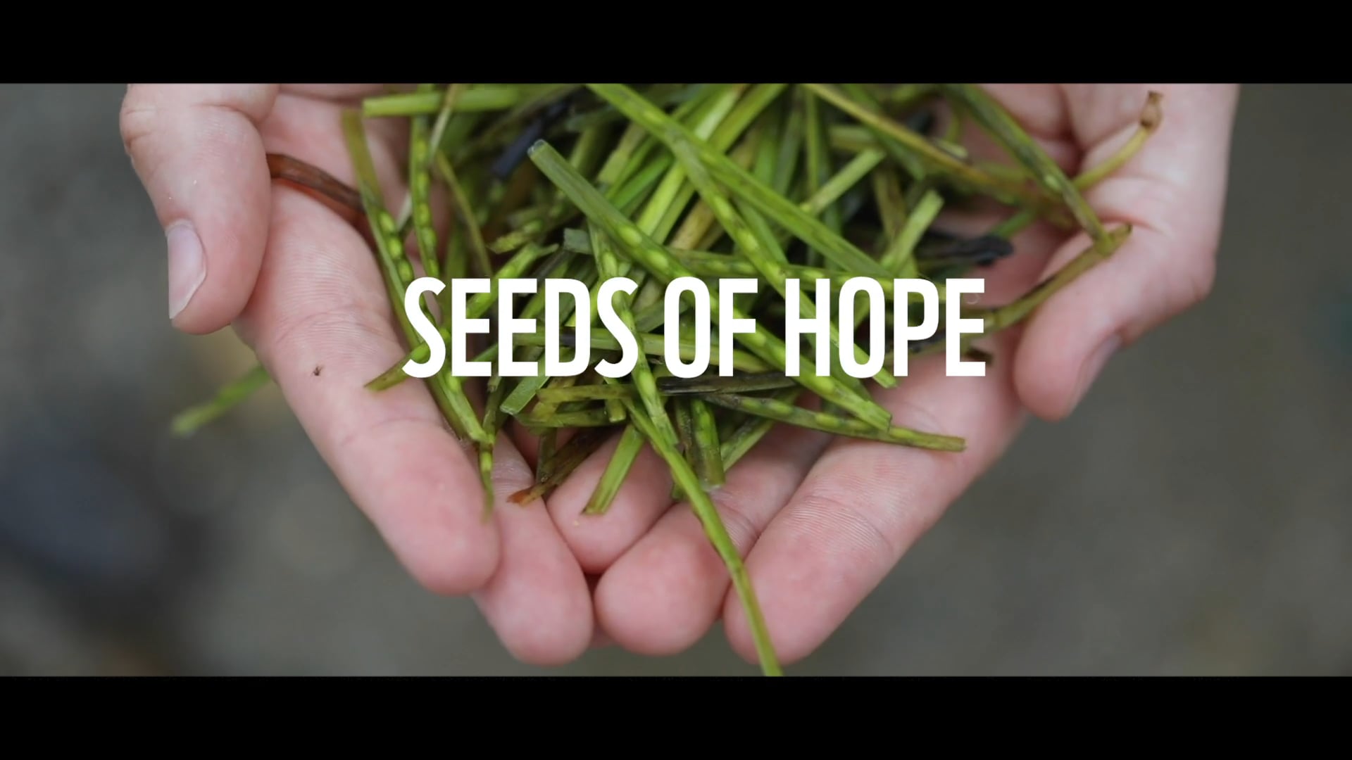 SEEDS OF HOPE - SEAGRASS RESTORATION