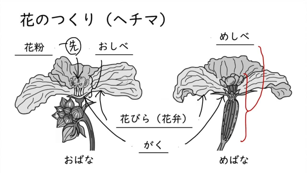 花のつくり On Vimeo