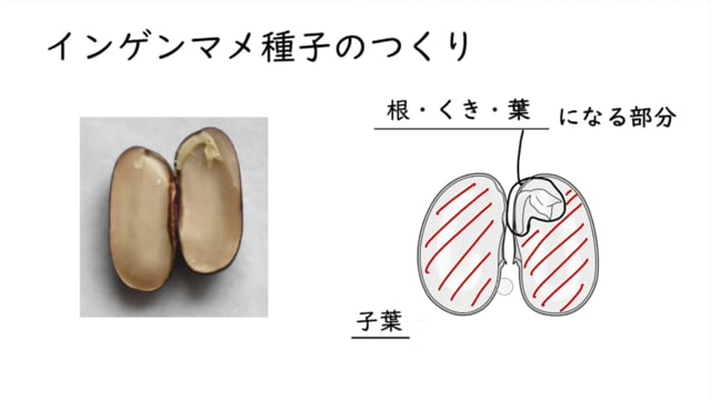 植物の発芽と成長 Ict教材eboard イーボード