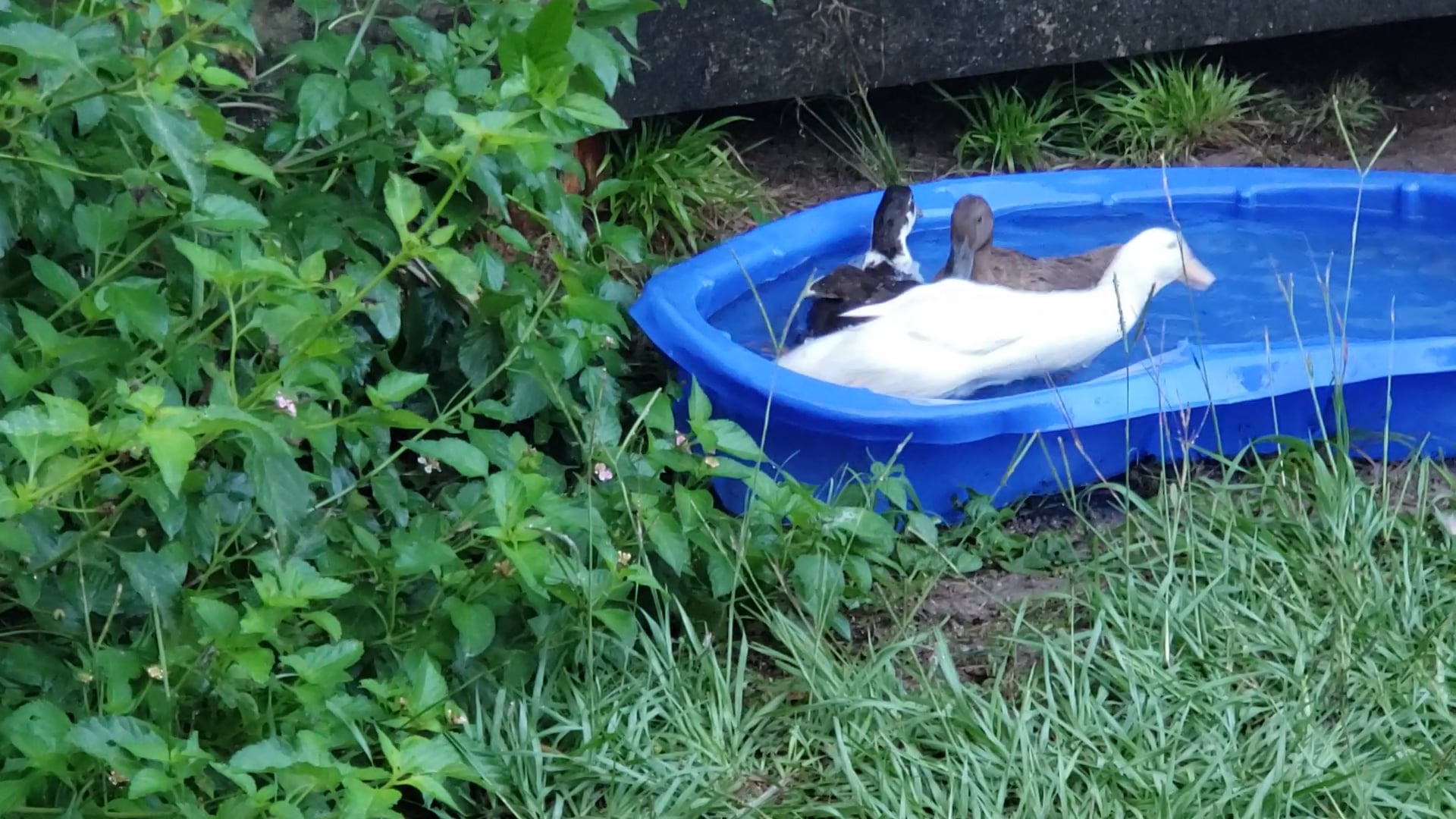 Duck zoomies in small pool on Vimeo