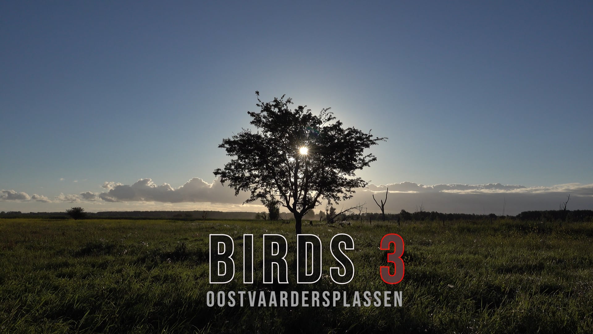 BIRDS 3 Oostvaardersplassen