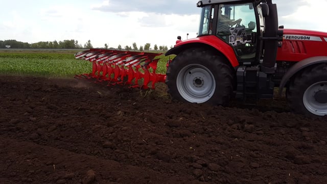 Quivogne plug Aster (2)