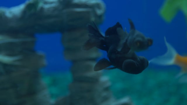 Related Embedded Video Item Thumbnail