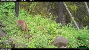 Cougar Hunting Near Eagle Creek & Ruckel Ridge