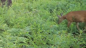 Wildlife High Above Multnomah Falls