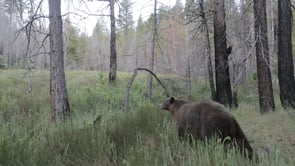 Golden Bear in the Sierra Nevada Range