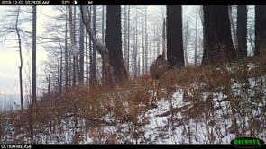 Wildlife Thrive After Fire In the Gorge