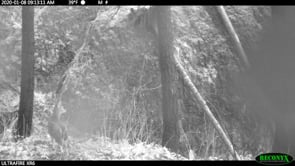 Cougar Chasing Deer in the Gorge