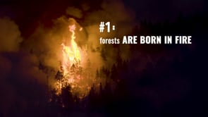 Dotty Owl's Best Kept Secrets of Wildfire - Ep 1 Born in Fire