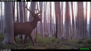 Louis the Elk on Hood