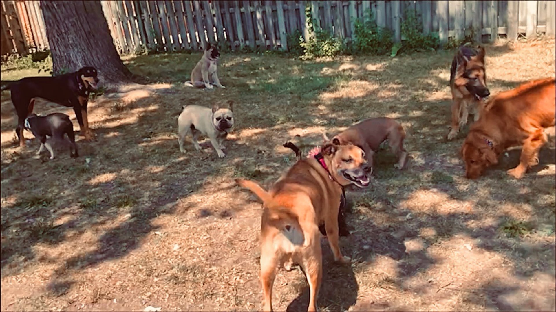 A Week’s Worth of Wagventures Pt. IV