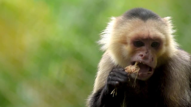 80+ Free Monkey & Animal Videos, HD & 4K Clips - Pixabay
