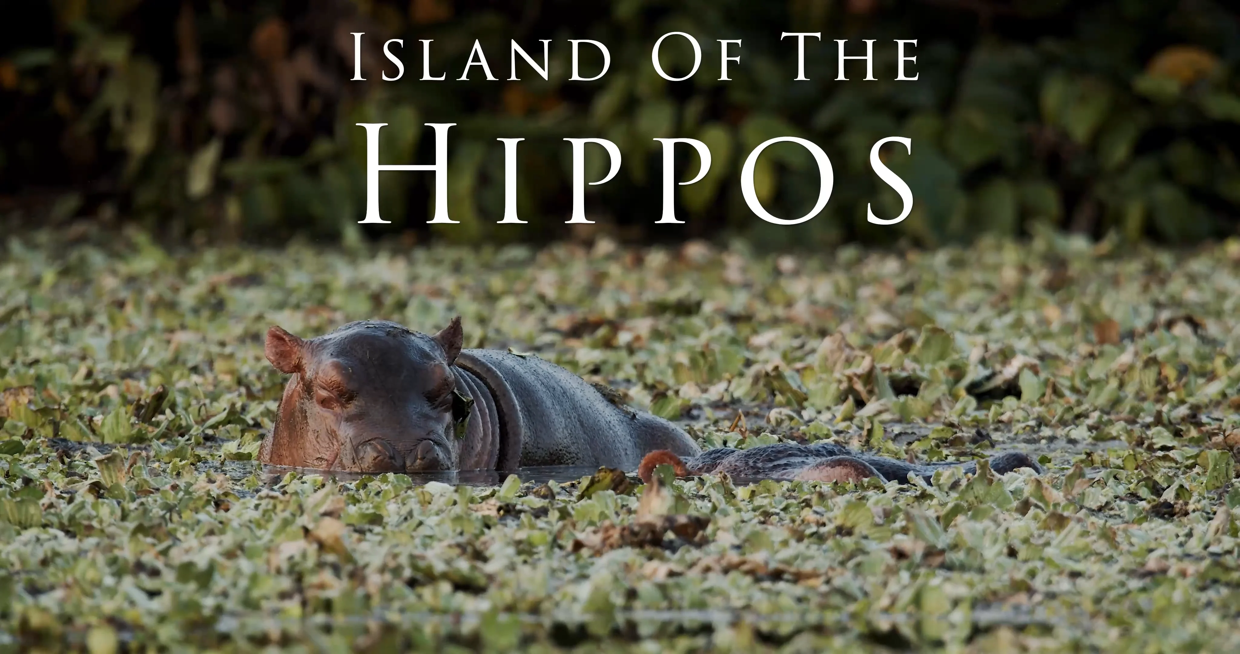 Watch hippopotamus best sale movie online free