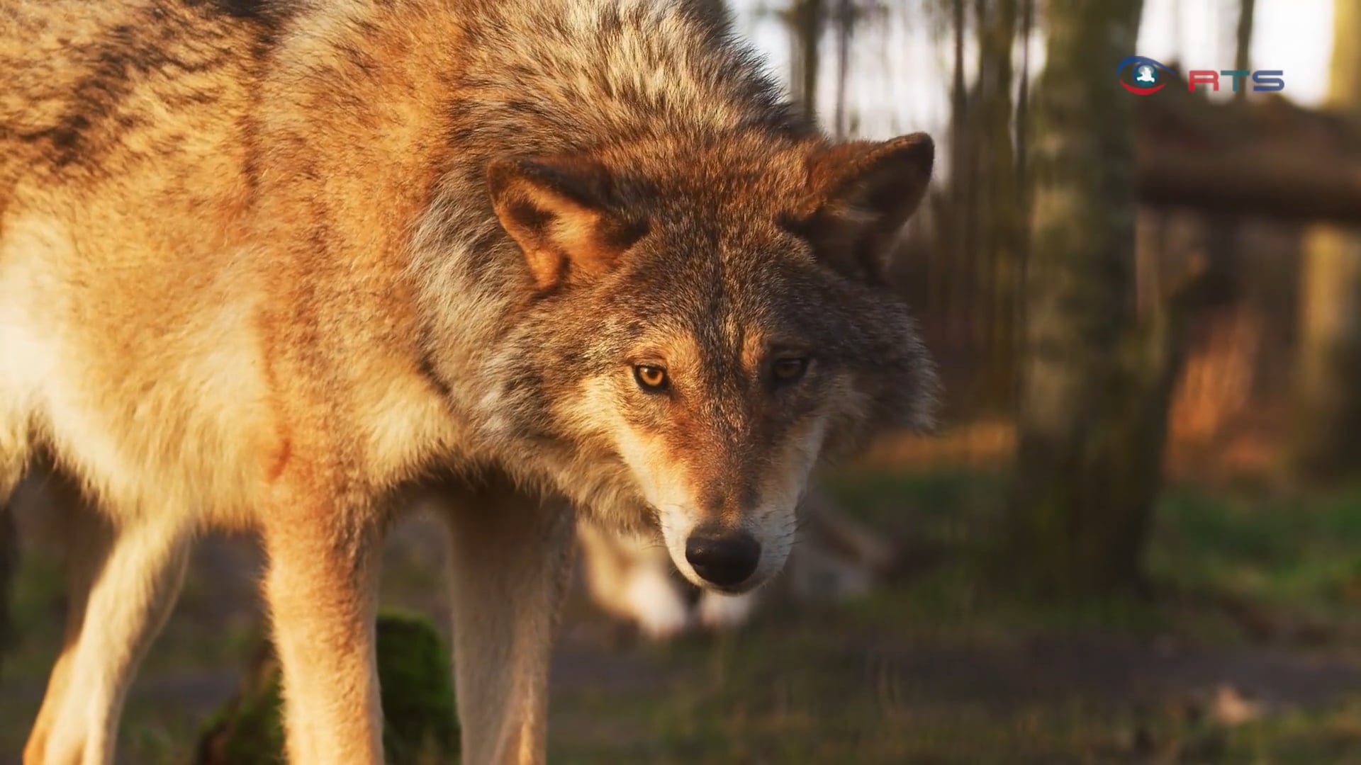 herdenschutz-ist-die-legale-antwort-auf-den-wolf