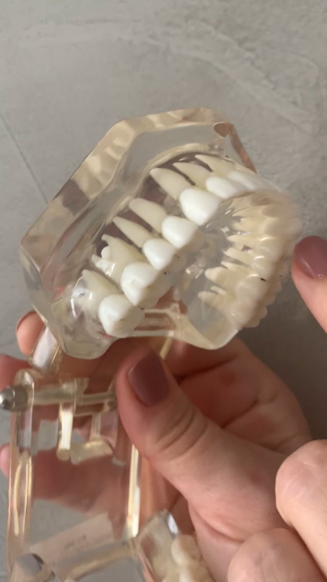M6 -Anatomia dentária