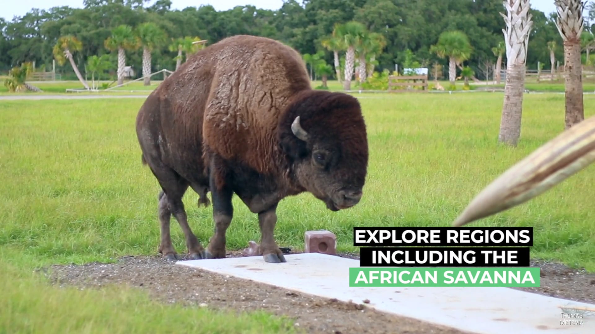 This drive-thru safari just might be the best way to remedy pandemic boredom