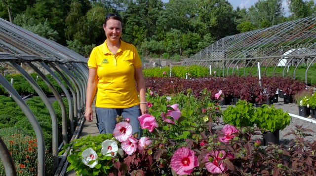 Hardy Hibiscus | Grow This Native Perennial for Large Tropical Blooms + Deer Resistance