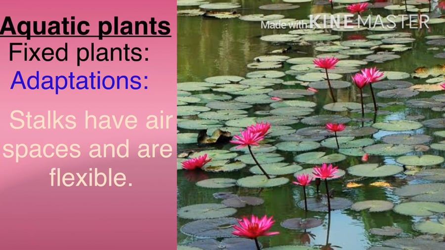 Chapter 7 Continuation Plants In Desert Swampy And Marshy Areas Floating And Fixed Aquatic Plants On Vimeo