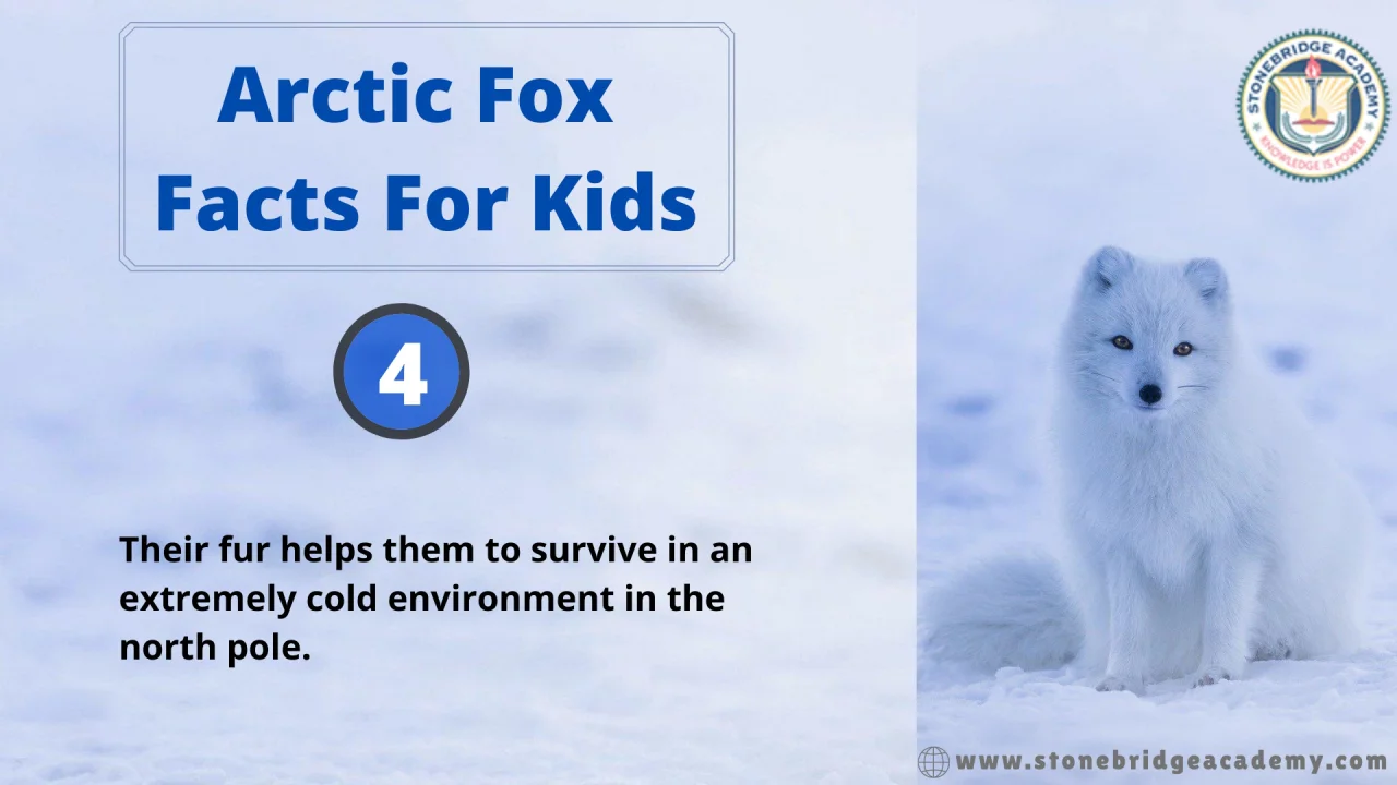 The Mysterious Arctic Fox 🦊 - Fun Educational Facts for Kids 