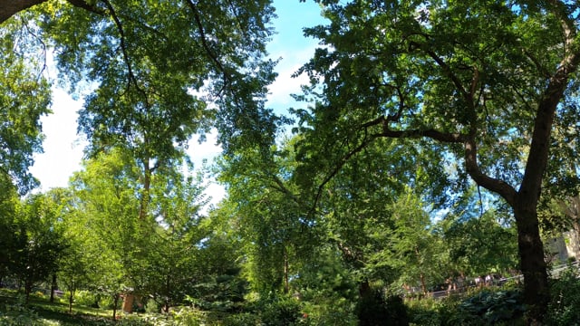 New York, Park, New York City. Free Stock Video - Pixabay