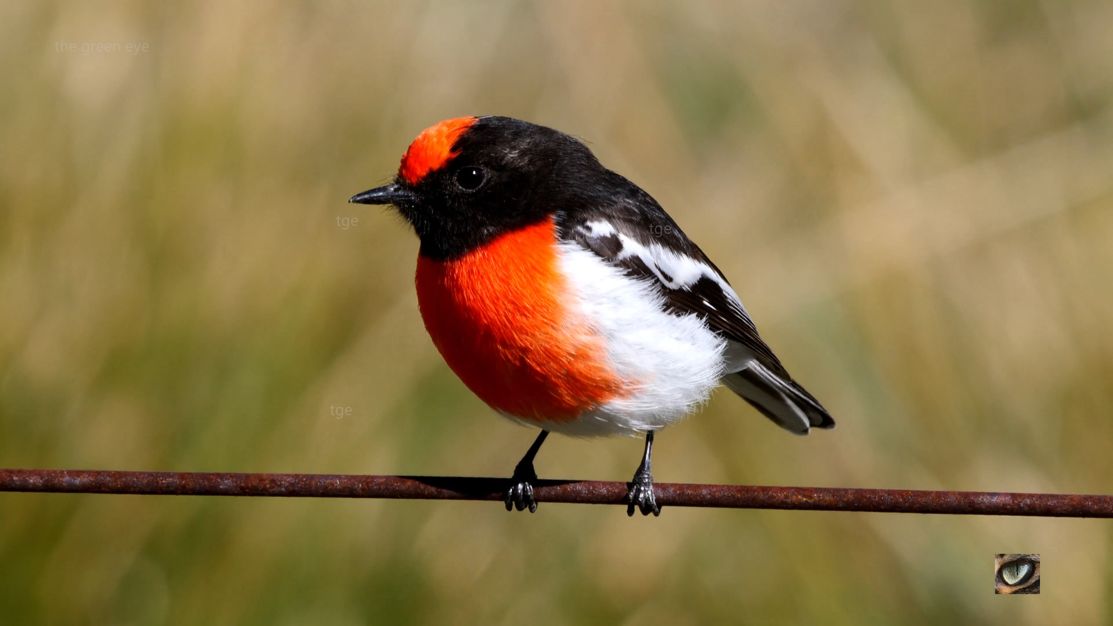 Red-capped Robin (both sexes) (Petroica goodenovii, Petrocidae:  Australasian Robins) Canberra Australia (4K)