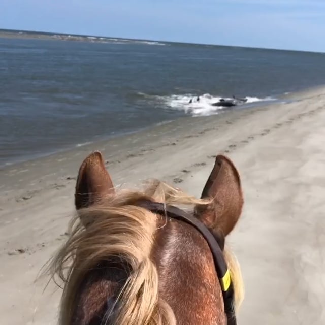 Seabrook Island Club on Vimeo