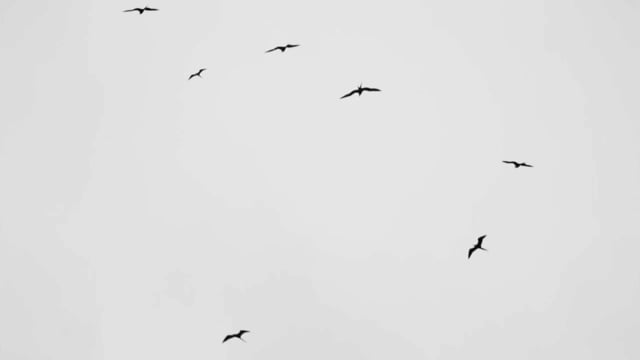 Black Bird White Sky