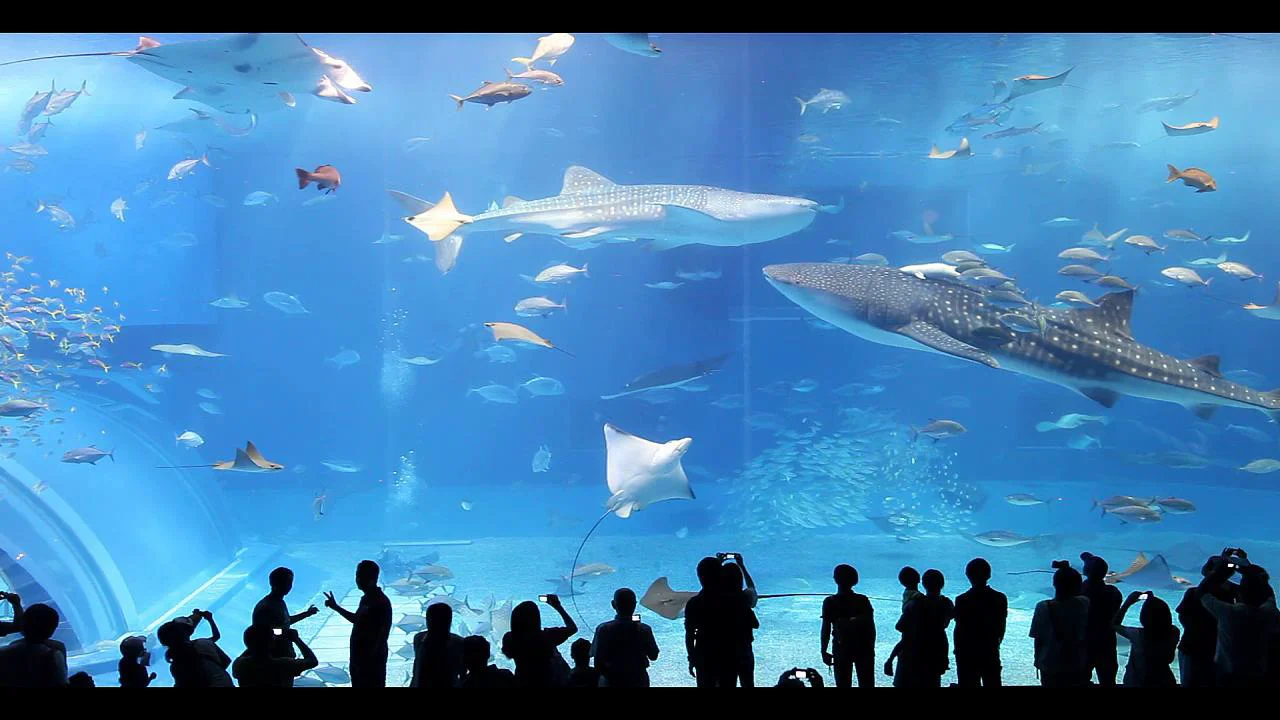 okinawa churaumi aquarium hd