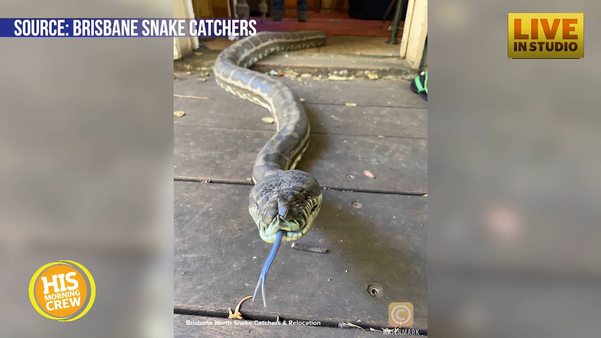 2 Pythons fall through a ceiling into a guy’s apartment! on Vimeo