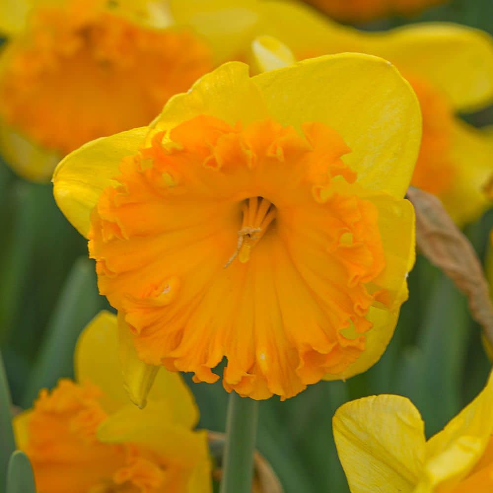 Large Daffodils and Picking Colors for your Spring Garden from the