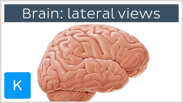 lateral