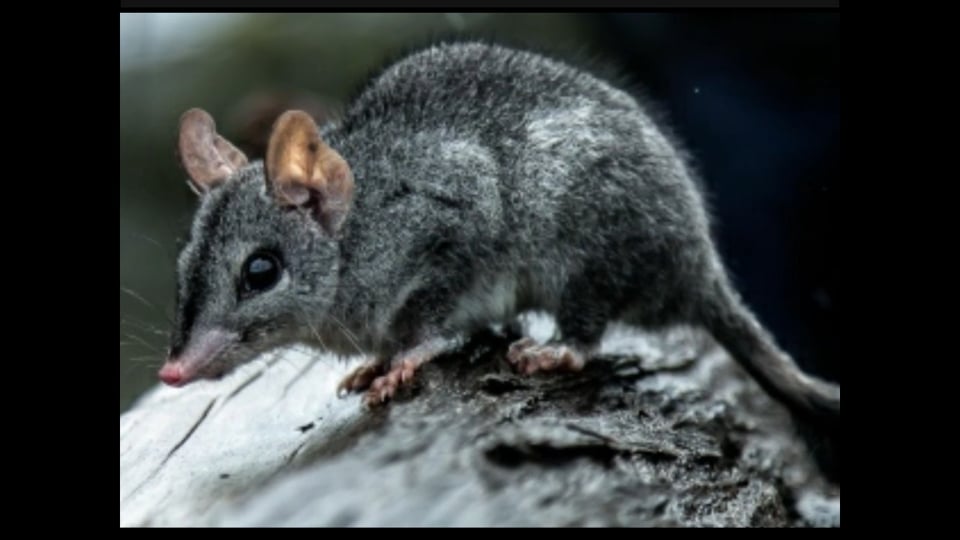 Andersons Creek Primary School presents Wild Warrandyte