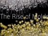 The Rise of Molds