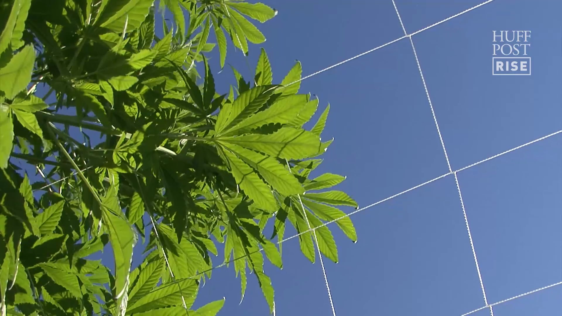 A Chronic Problem- Greening The Legal Marijuana Industry