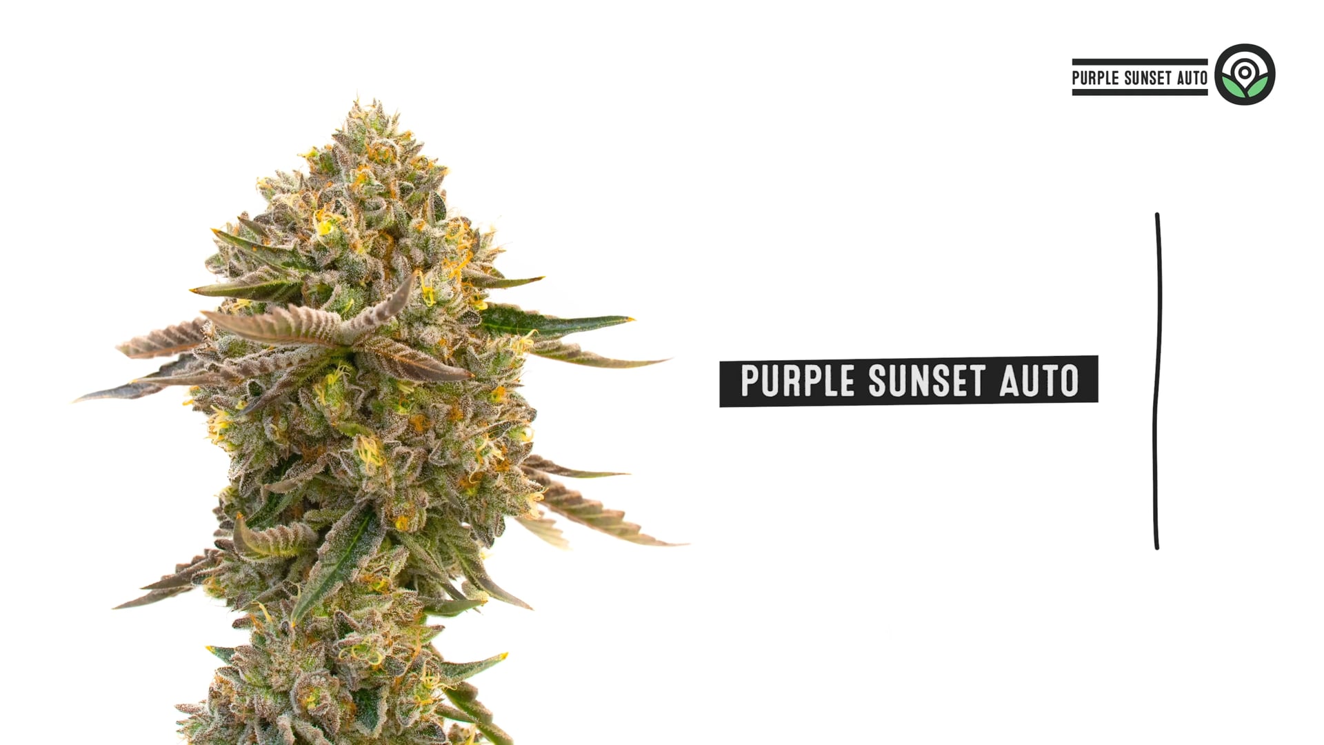 Purple Sunset Autoflower Cannabis Seeds