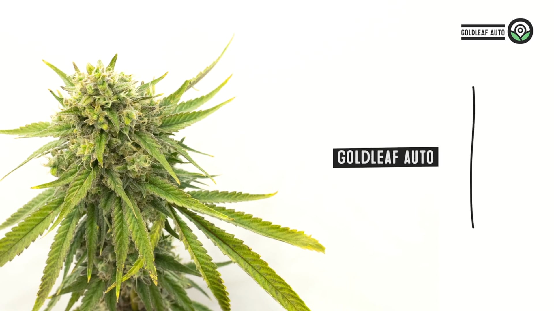 Gold Leaf Autoflower Cannabis Seeds