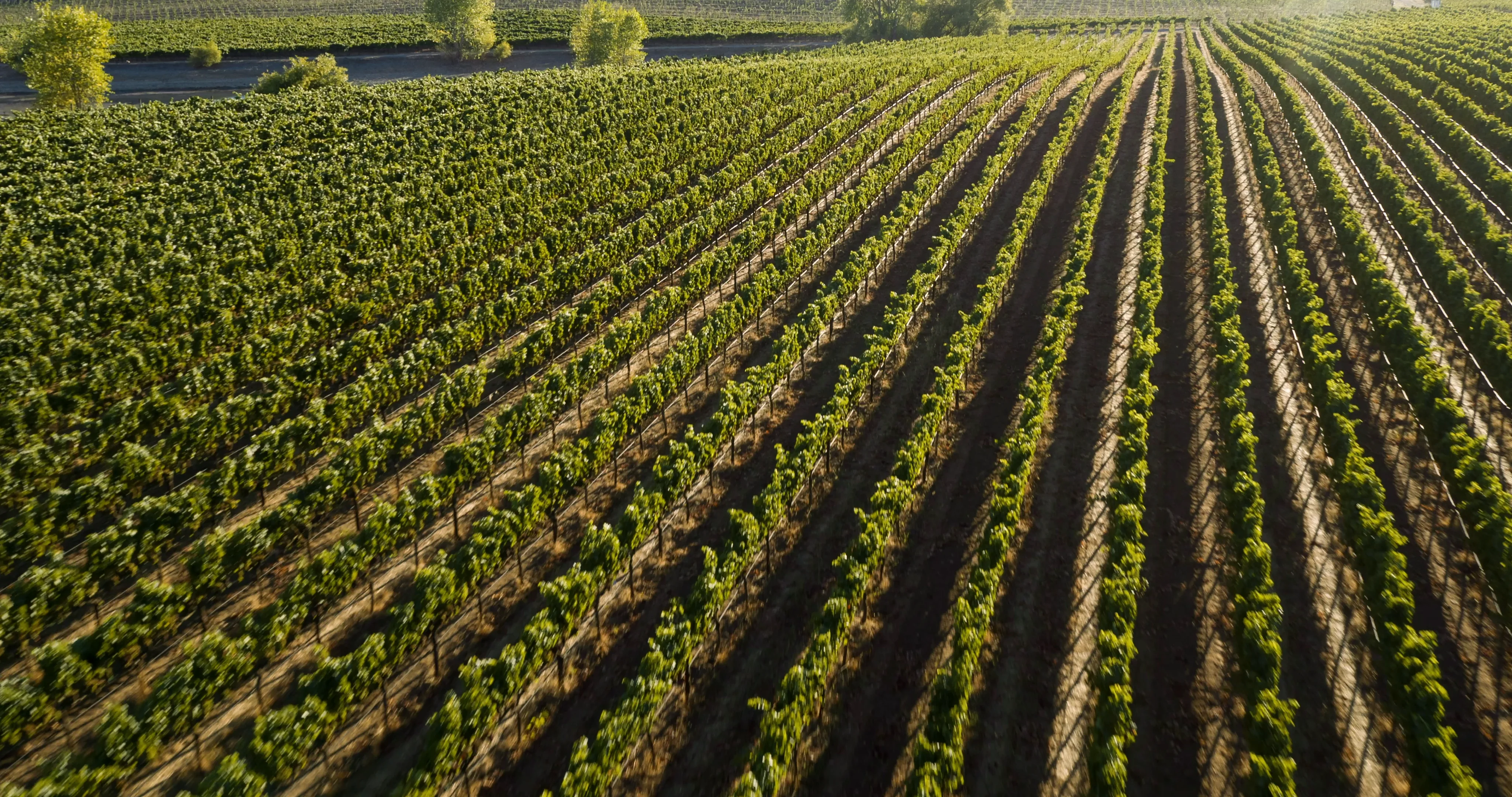 Ramey Hyde Vineyard Chardonnay 2019 | Wine.com