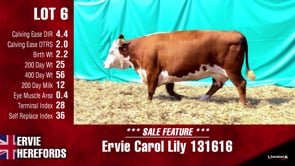 Lot #6 - CAROL LILY 131616