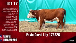 Lot #17 - CAROL LILY 172326