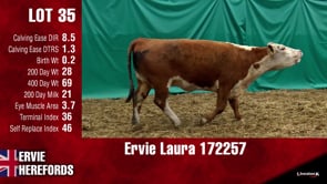 Lot #35 - LAURA 172257