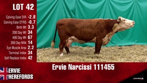 Lot #42 - NARCISSI 111455