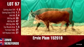 Lot #57 - PLUM 152019
