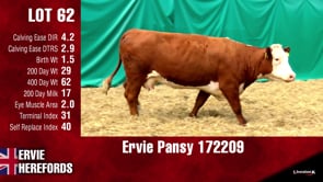 Lot #62 - PANSY 172209