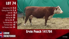 Lot #74 - PEACH 141784